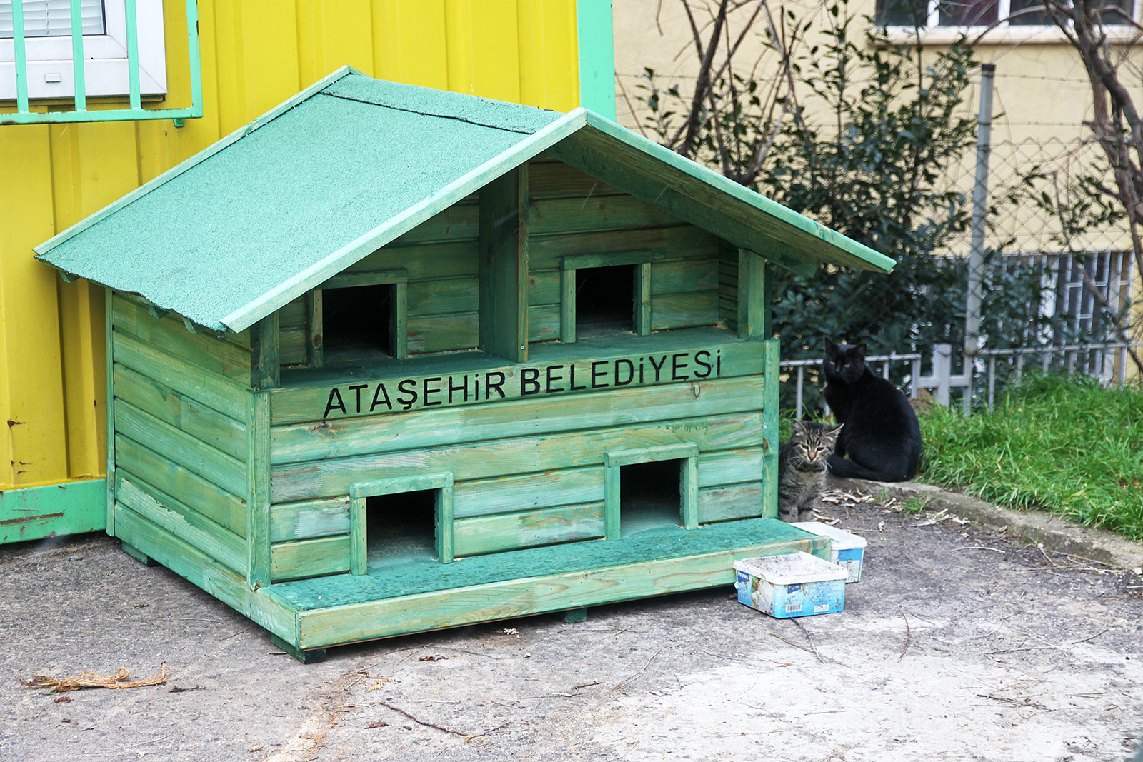 ATAŞEHİR’DEKİ KEDİLER YUVALARINA KAVUŞUYOR