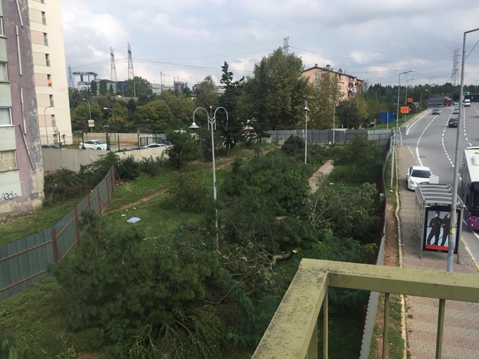 ATAŞEHİR'DE METRO ÇALIŞMASINDA AĞAÇ KATLİAMI