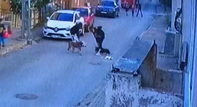 Ataşehir'de pitbull dehşeti