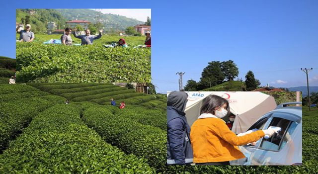 Karadeniz'de 'çay hasadı' na 100 bin kişi gelecek endişesi!